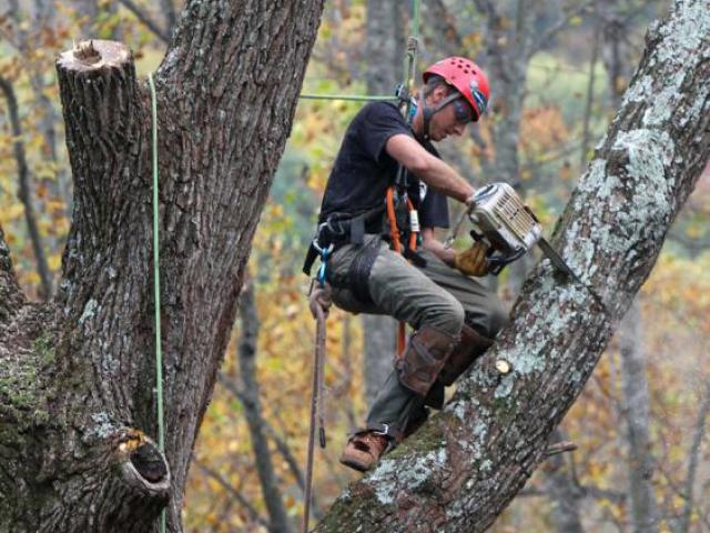 Расчистка участков, Валка деревьев, Санкт-Петербург