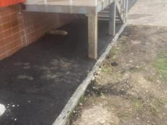 Отмостка Асфальт Брусчатка Бетон,, Нижний Новгород