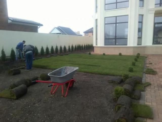 Рулонный газон.Посевной газон., Краснодар