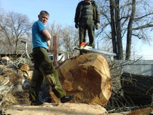 Спил, обрезка, валка деревьев, Самара