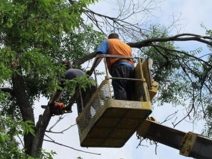 Спил сложных деревьев Спб и ло, Санкт-Петербург